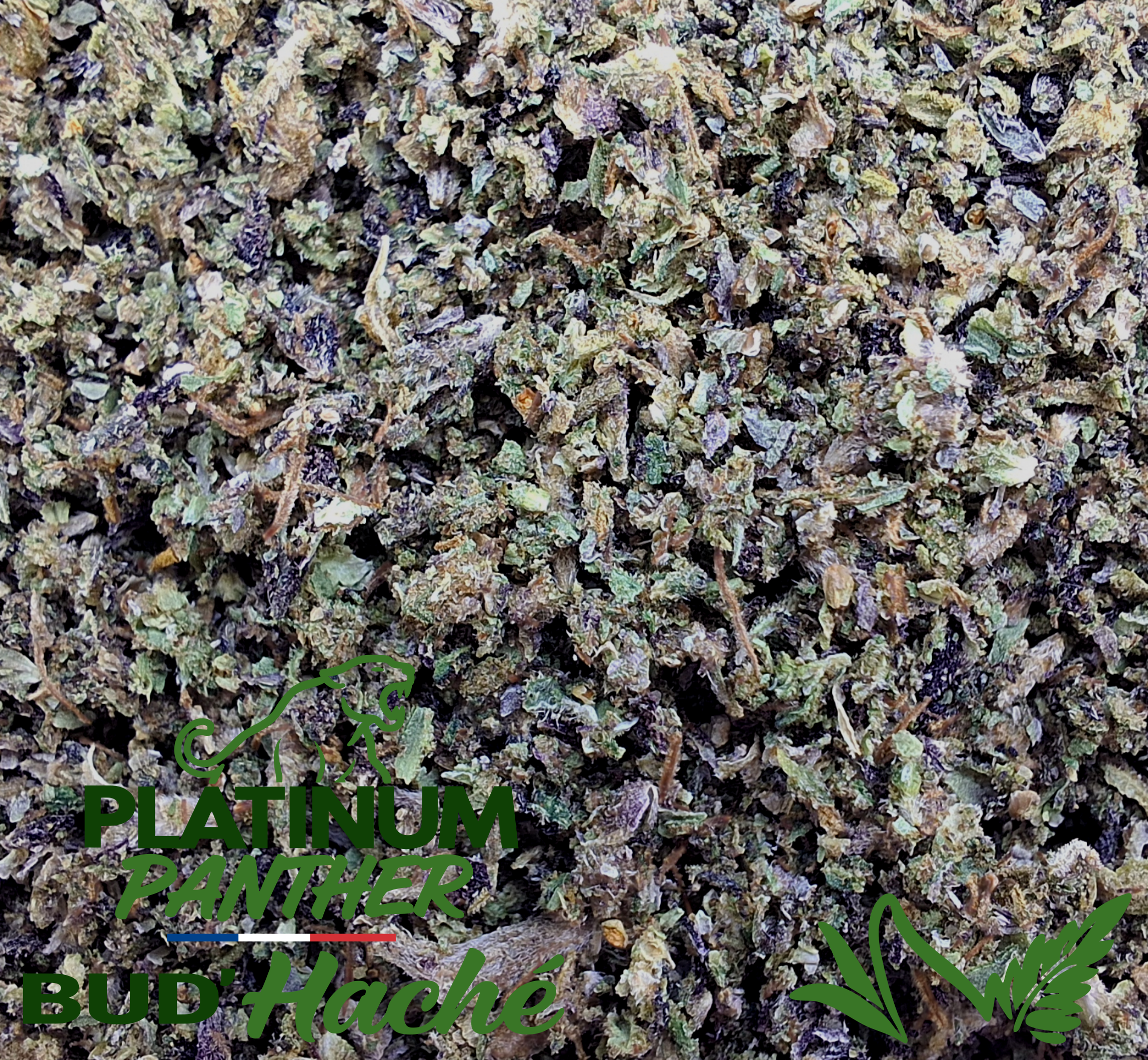 PLATINUM PANTHER BUD'HACHÉ 100% FLEURS