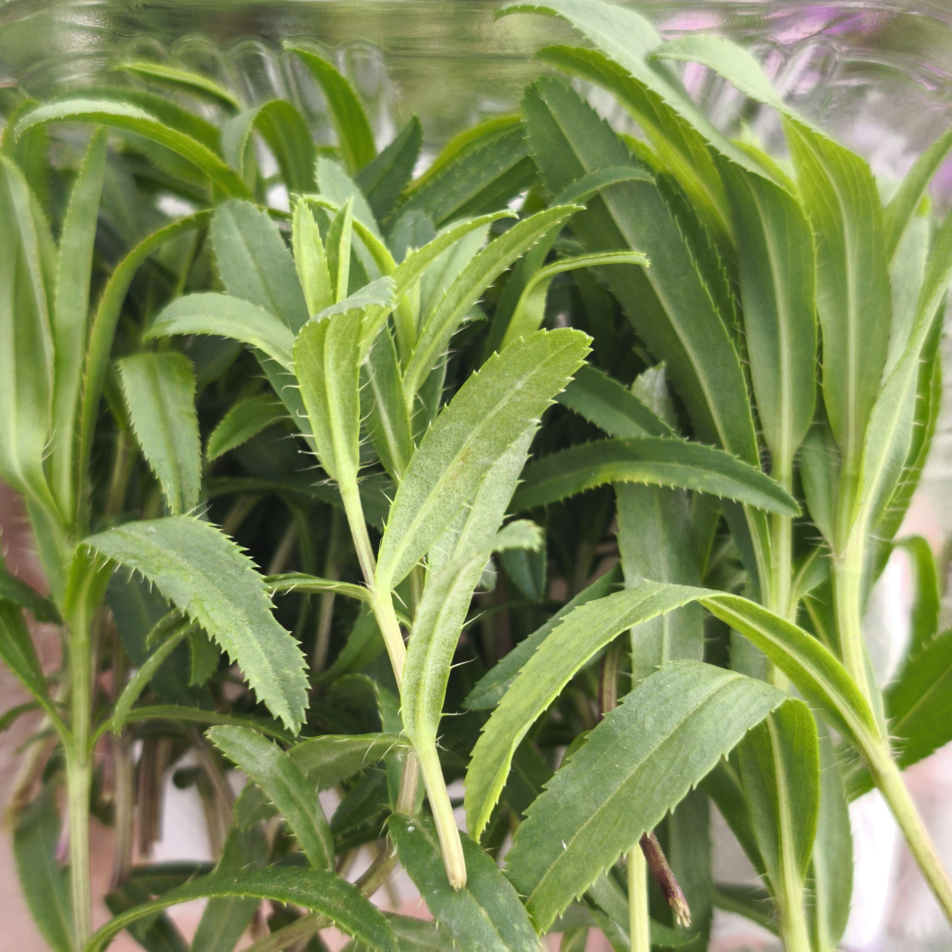 Estragon du Mexique x20F
