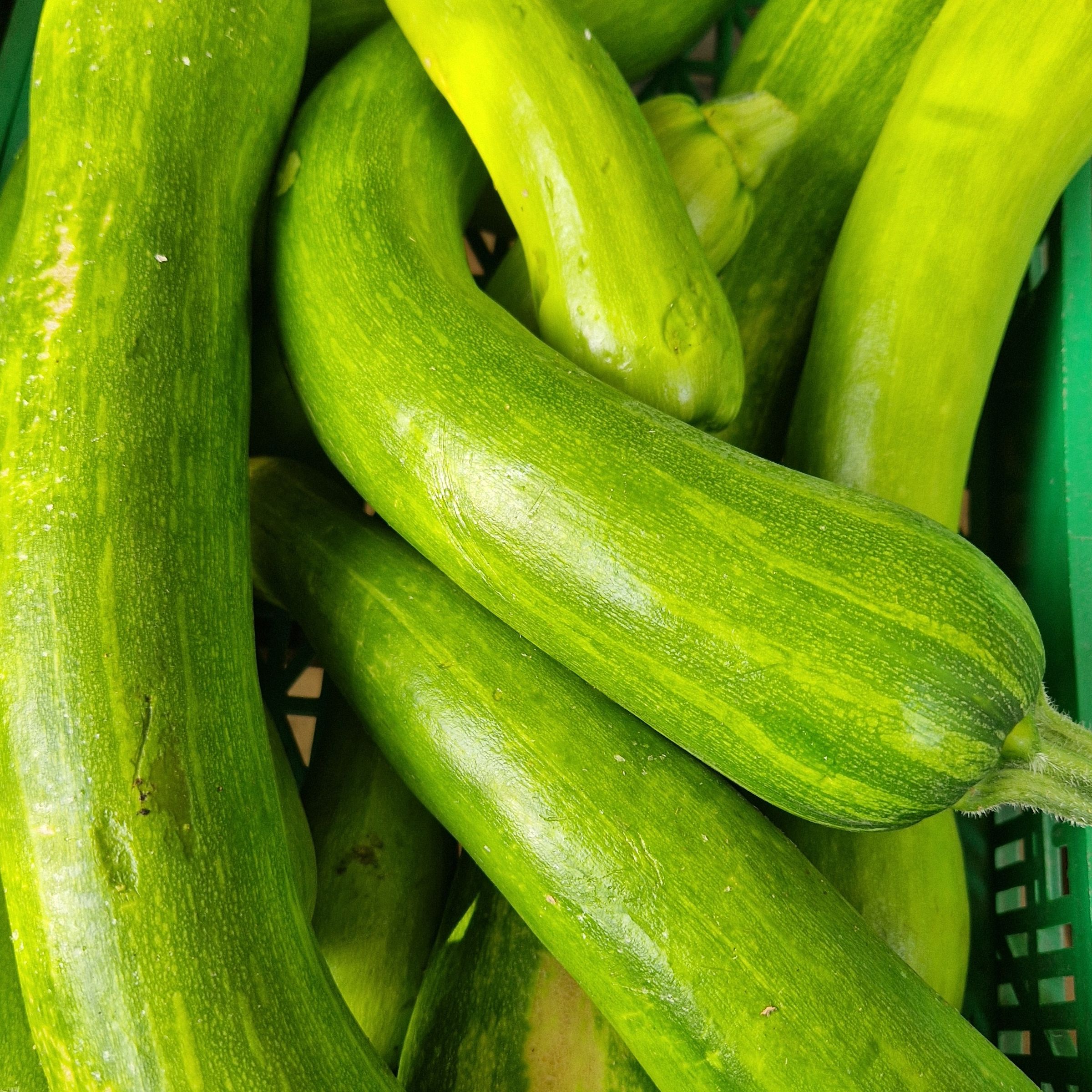 COURGETTE LONGUE DE NICE