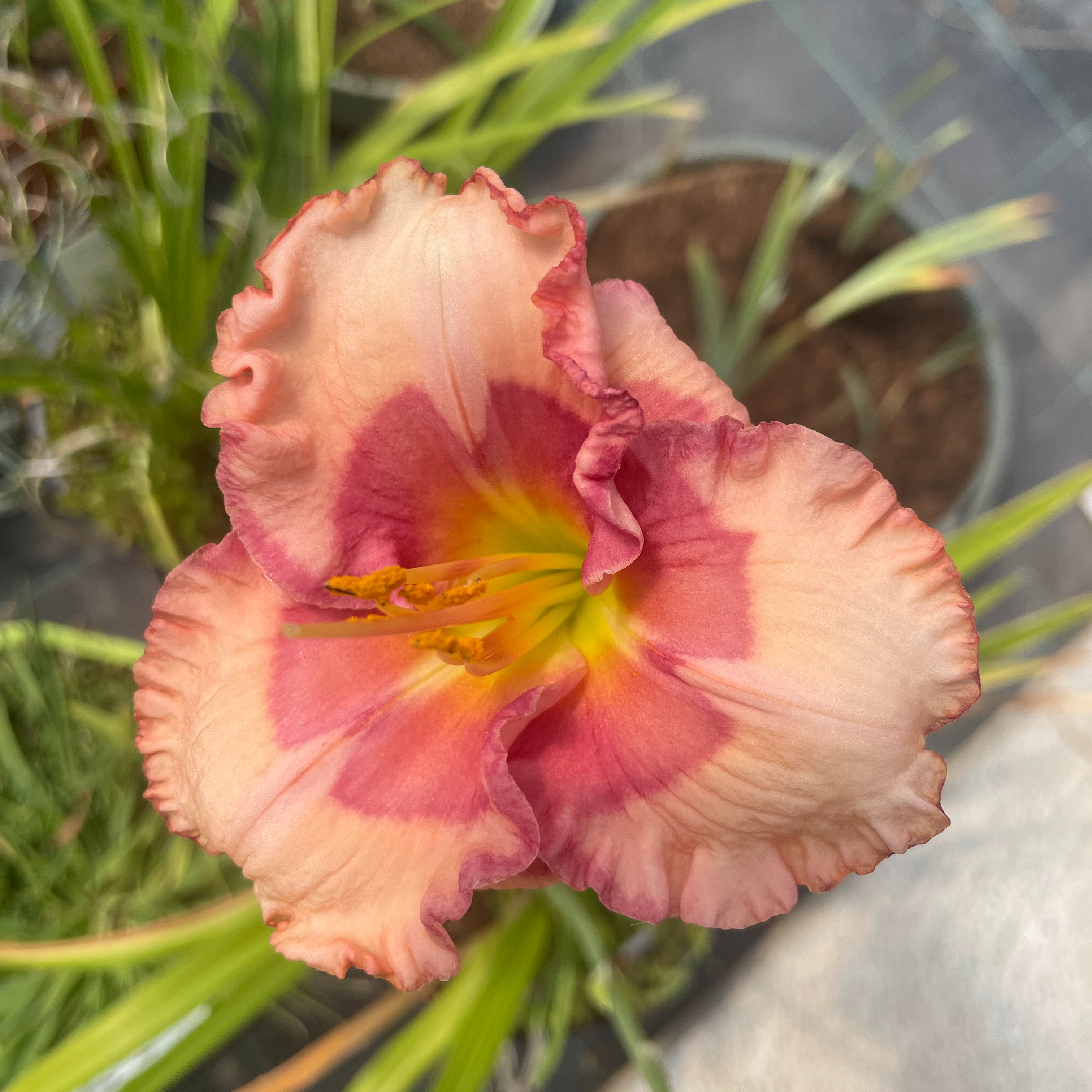 Hemerocallis 'Cherry Valentine'
