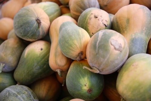 Courge ‘Sucrine du Berry’ - 1kg