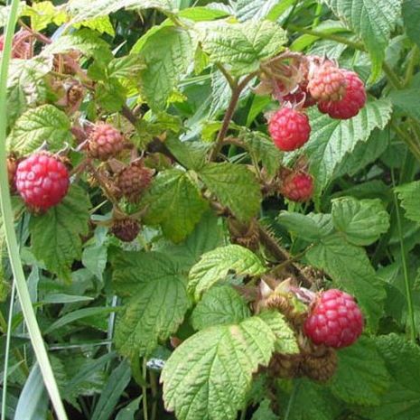Framboisier de printemps - Rubus idaeus "Meeker"