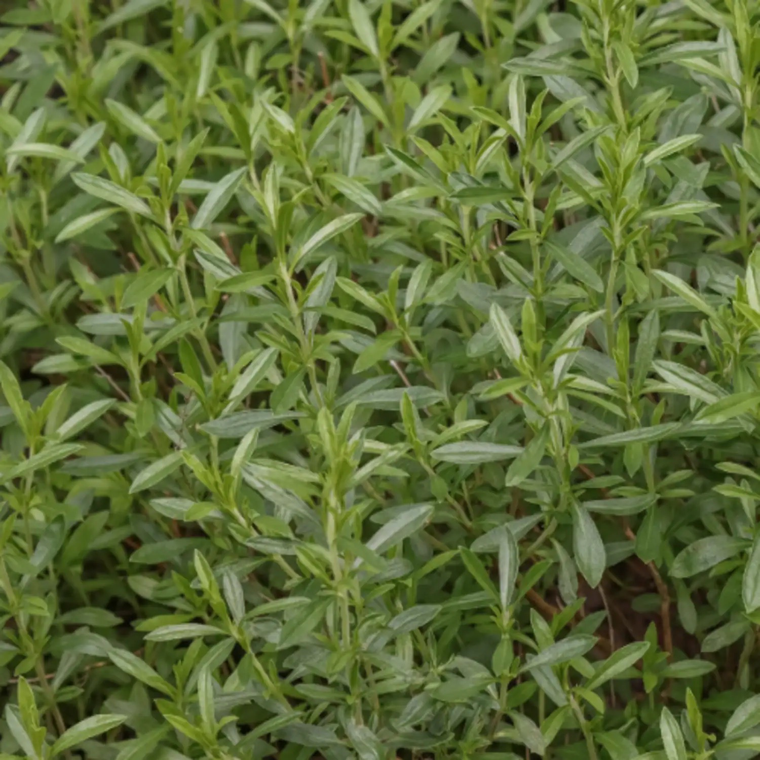 SARRIETTE DES MONTAGNES Bio