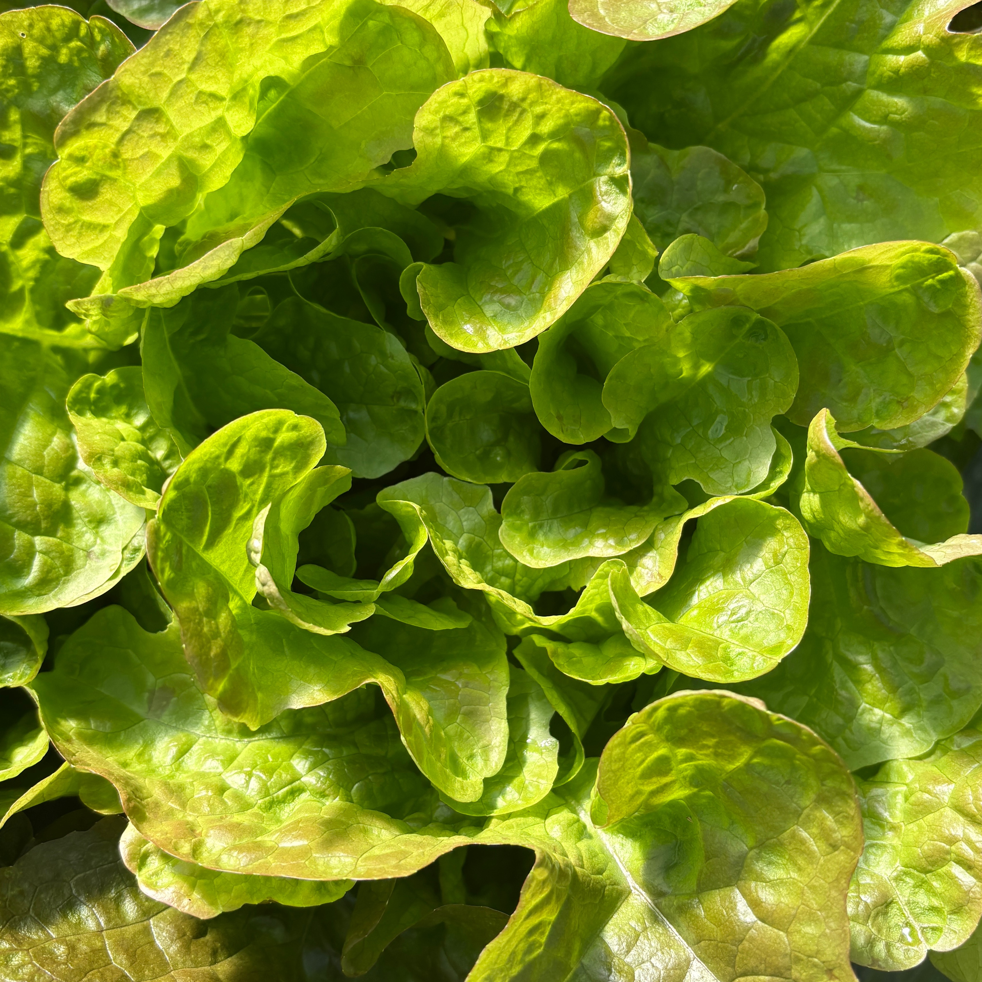 Salade Feuille de chêne brune