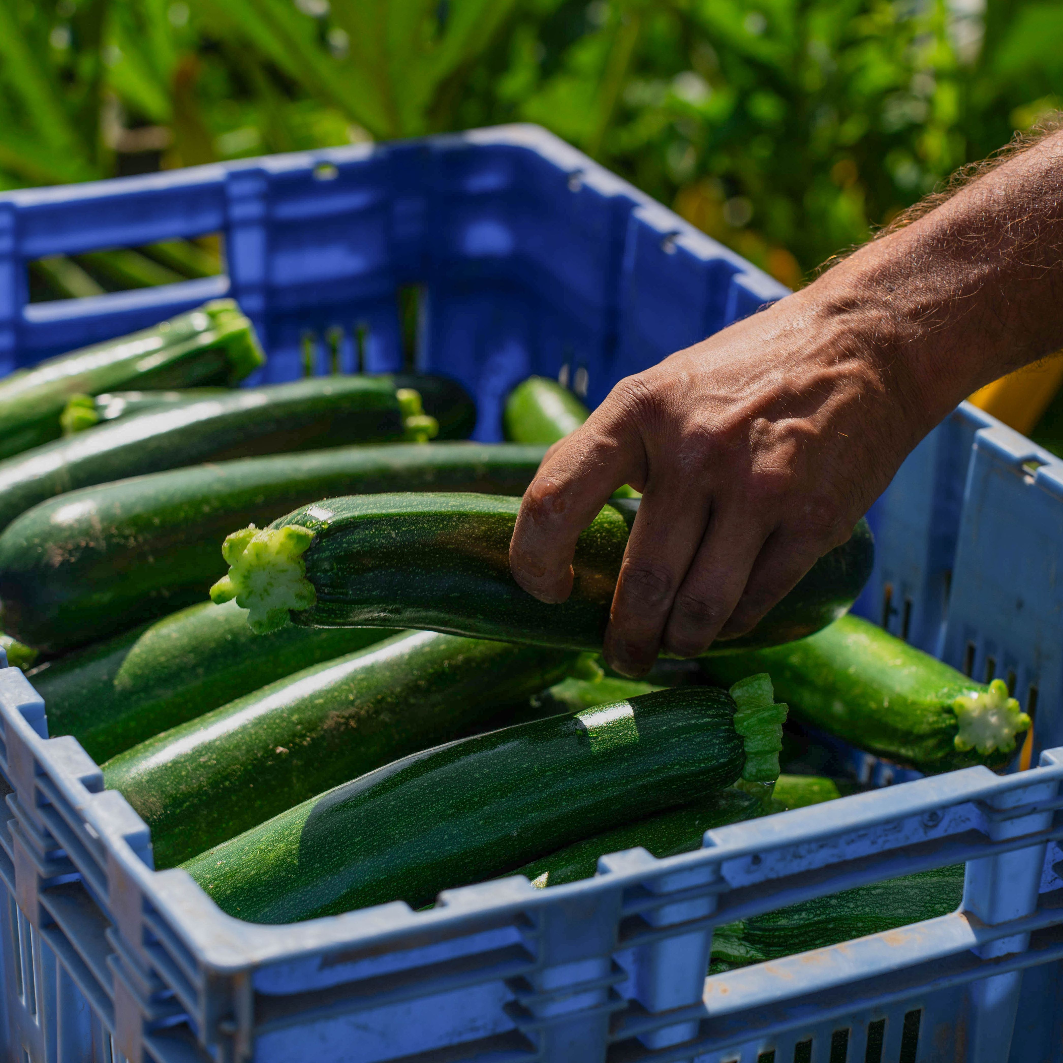 Courgette petit calibre