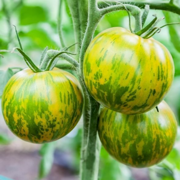 Tomate ancienne - Green Zebra - 1 plant