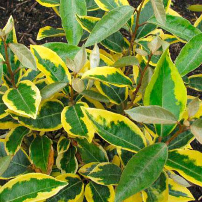 Chalef d'Ebbing - Eleagnus ebbeingei "Gilt Edge"