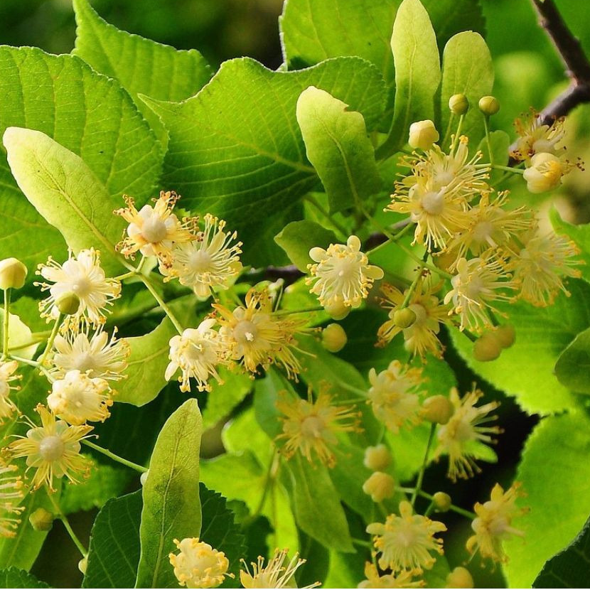 Glace d'infusion Tilleul et cookie à la menthe feuille