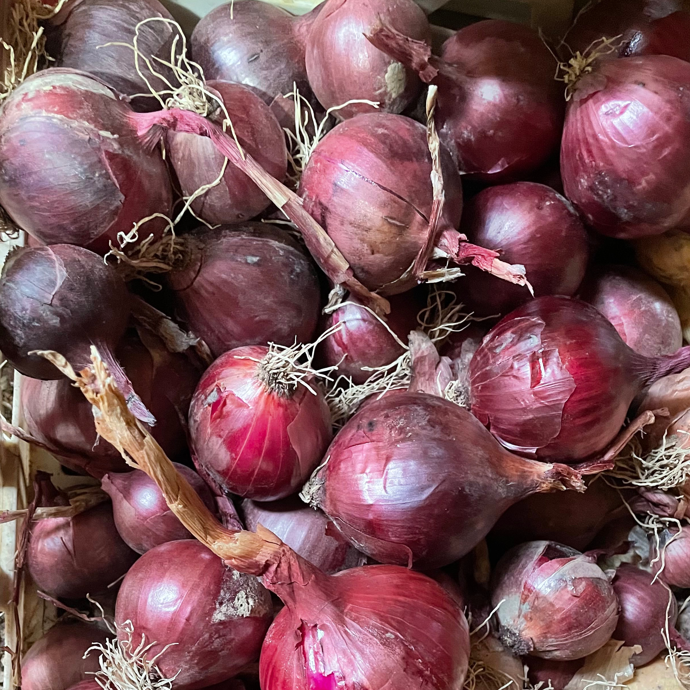 Oignons rouges