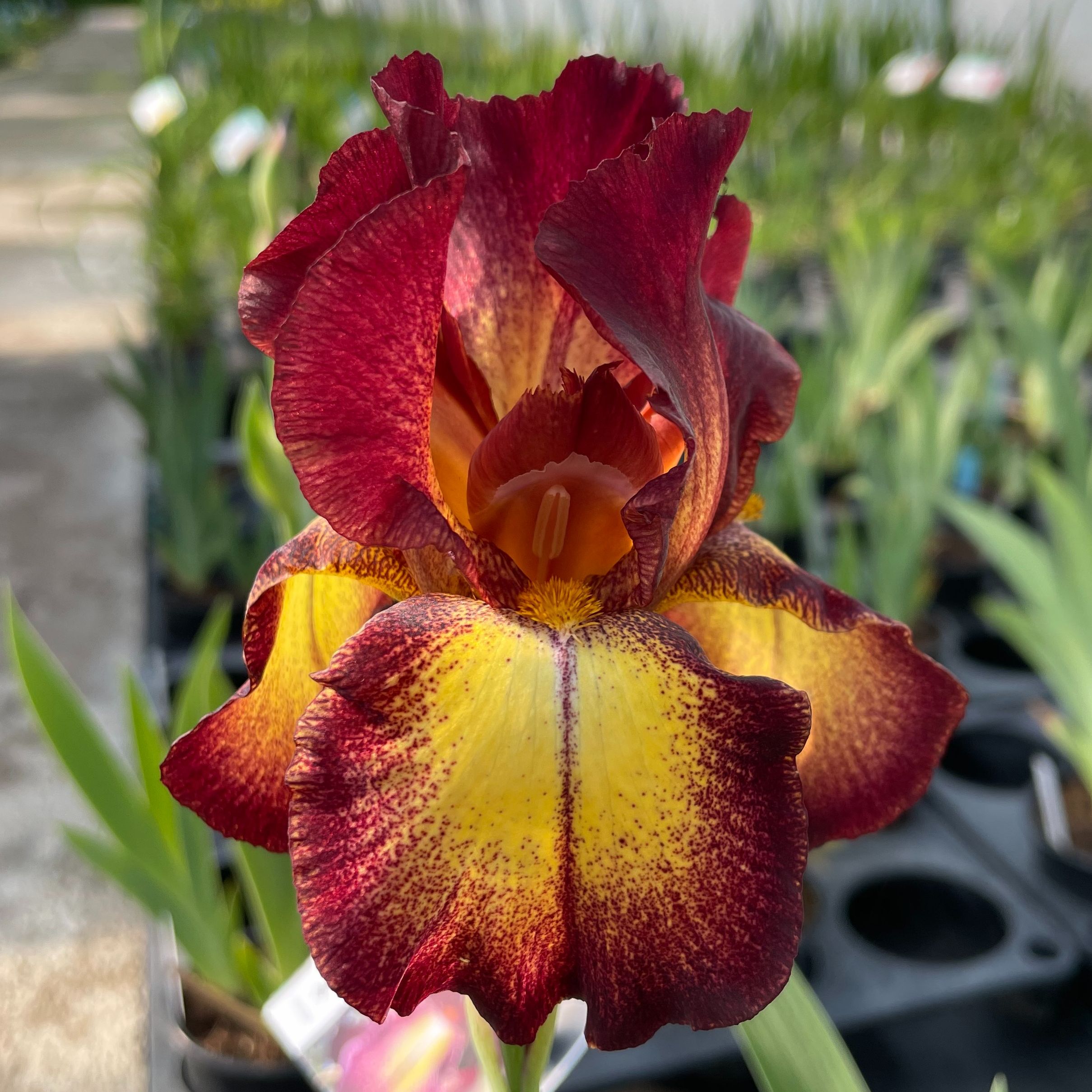 Iris germanica 'Provençal'