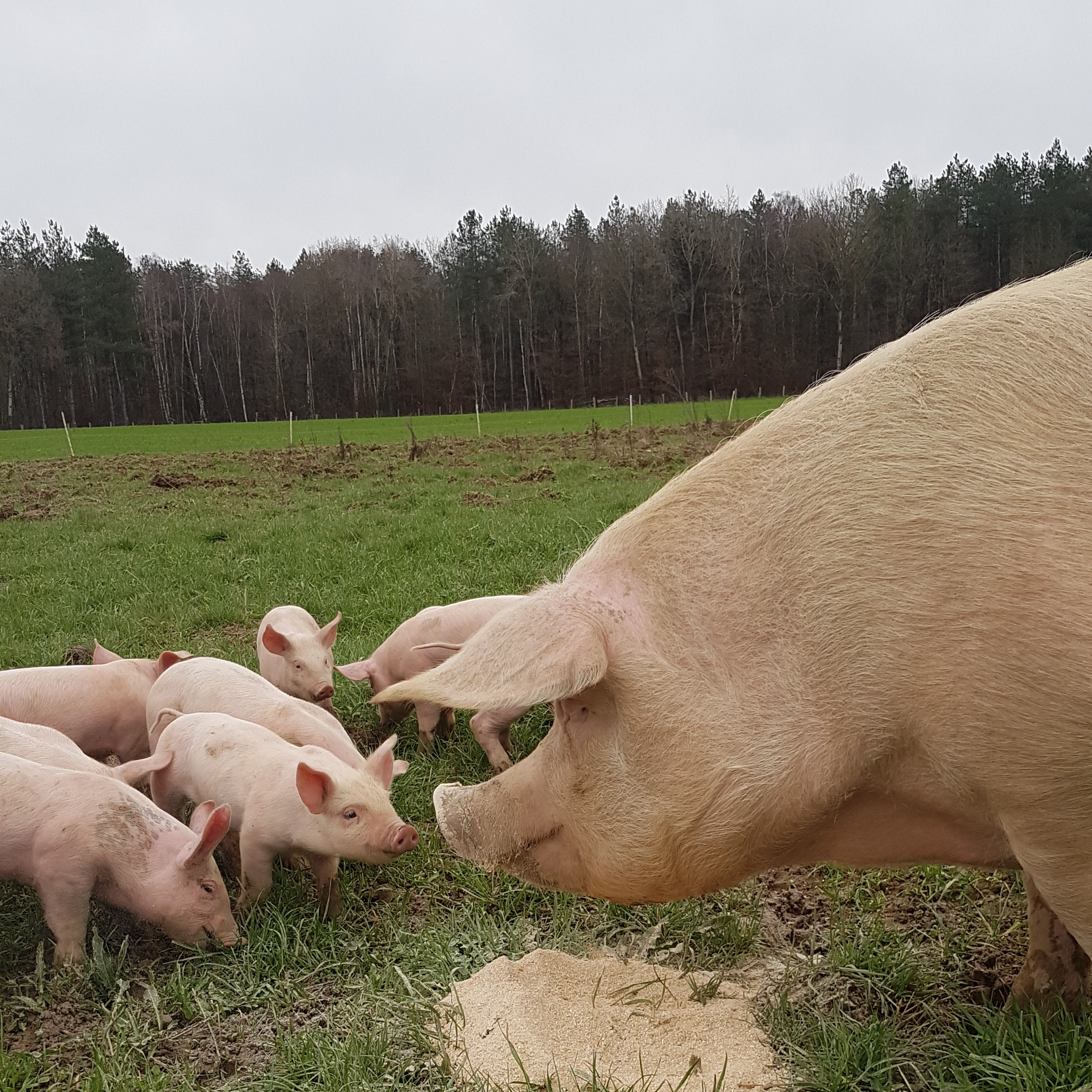 Colis porc bio 5kg (panier du 04/03),commande avant le 18/02