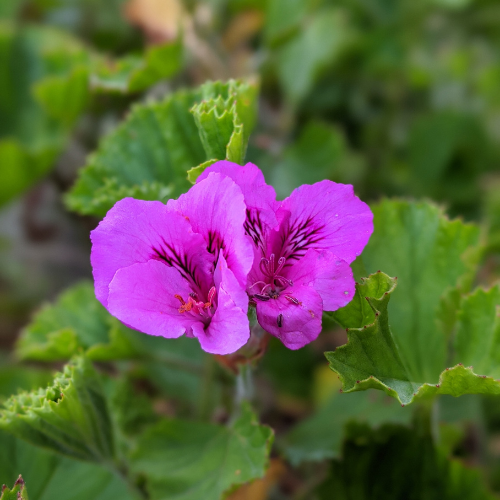 PÉLARGONIUM CUCULLATUM Bio