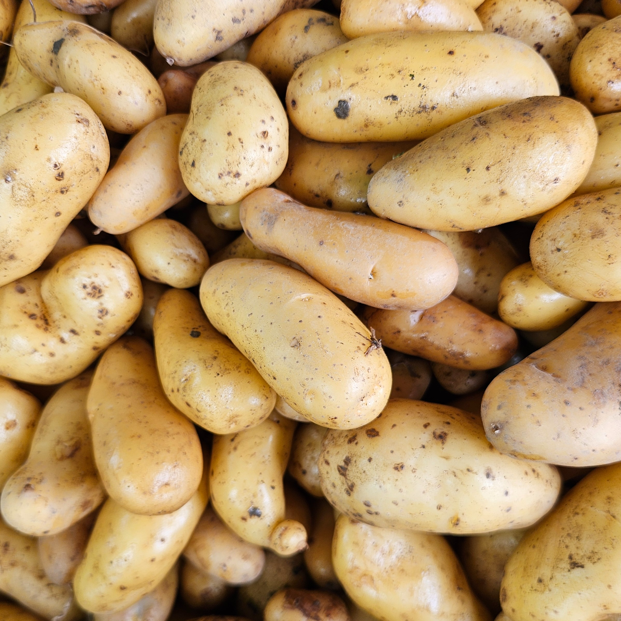Pomme de terre NOUVELLE
