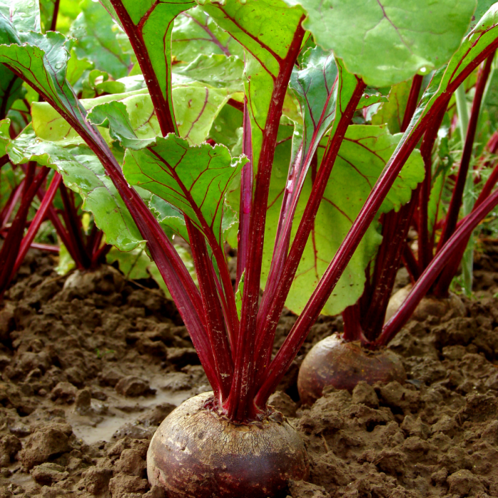 Betterave rouge motte pressée