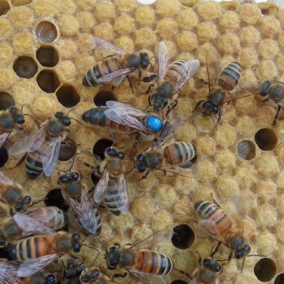 Reine Buckfast F1 sélectionnée Semaine 27