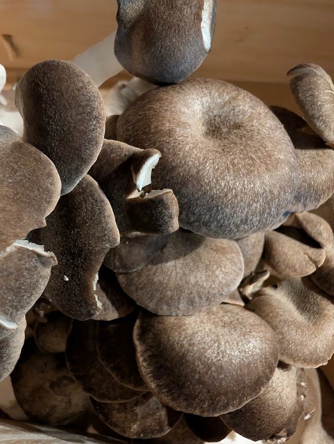 PLEUROTE GRISE - 300g