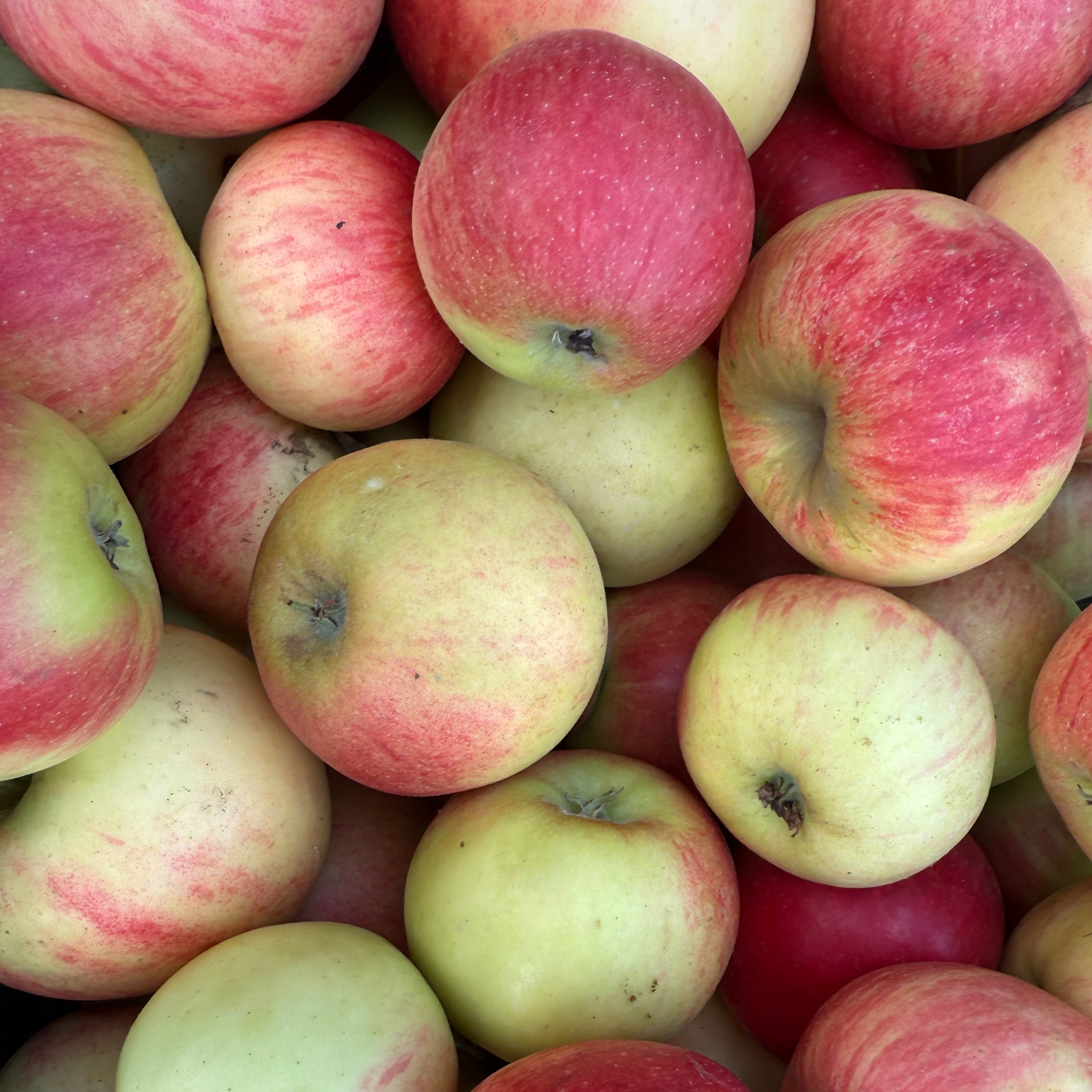 Pomme Elstar - 13kg