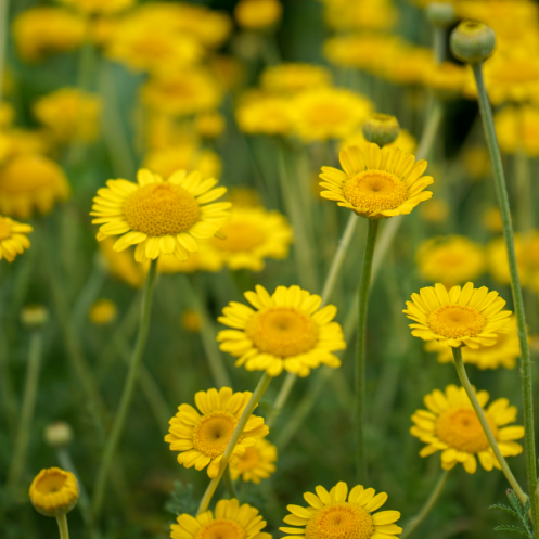 ANTHÉMIS DES TEINTURIERS Bio