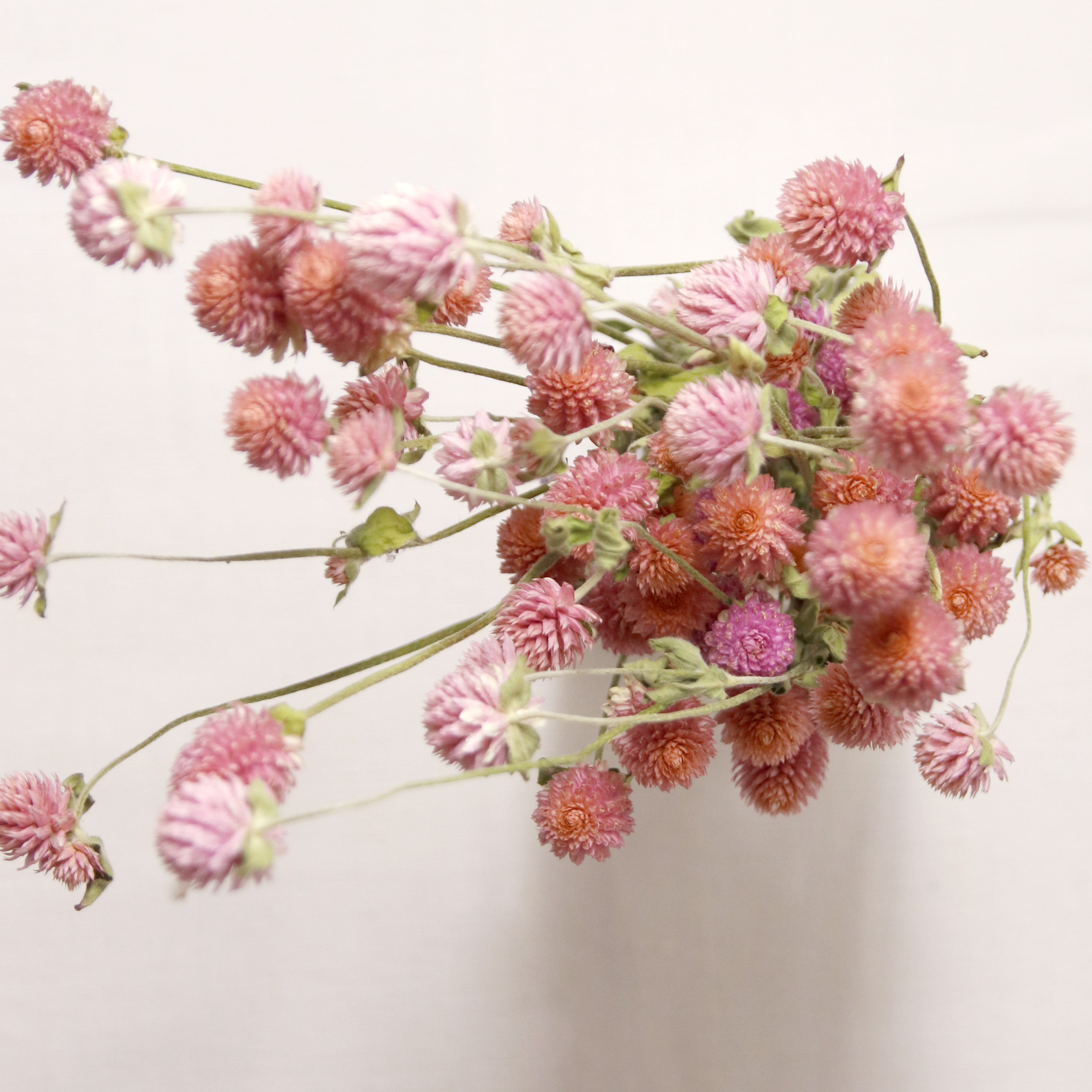 Gomphrena Rose séchée