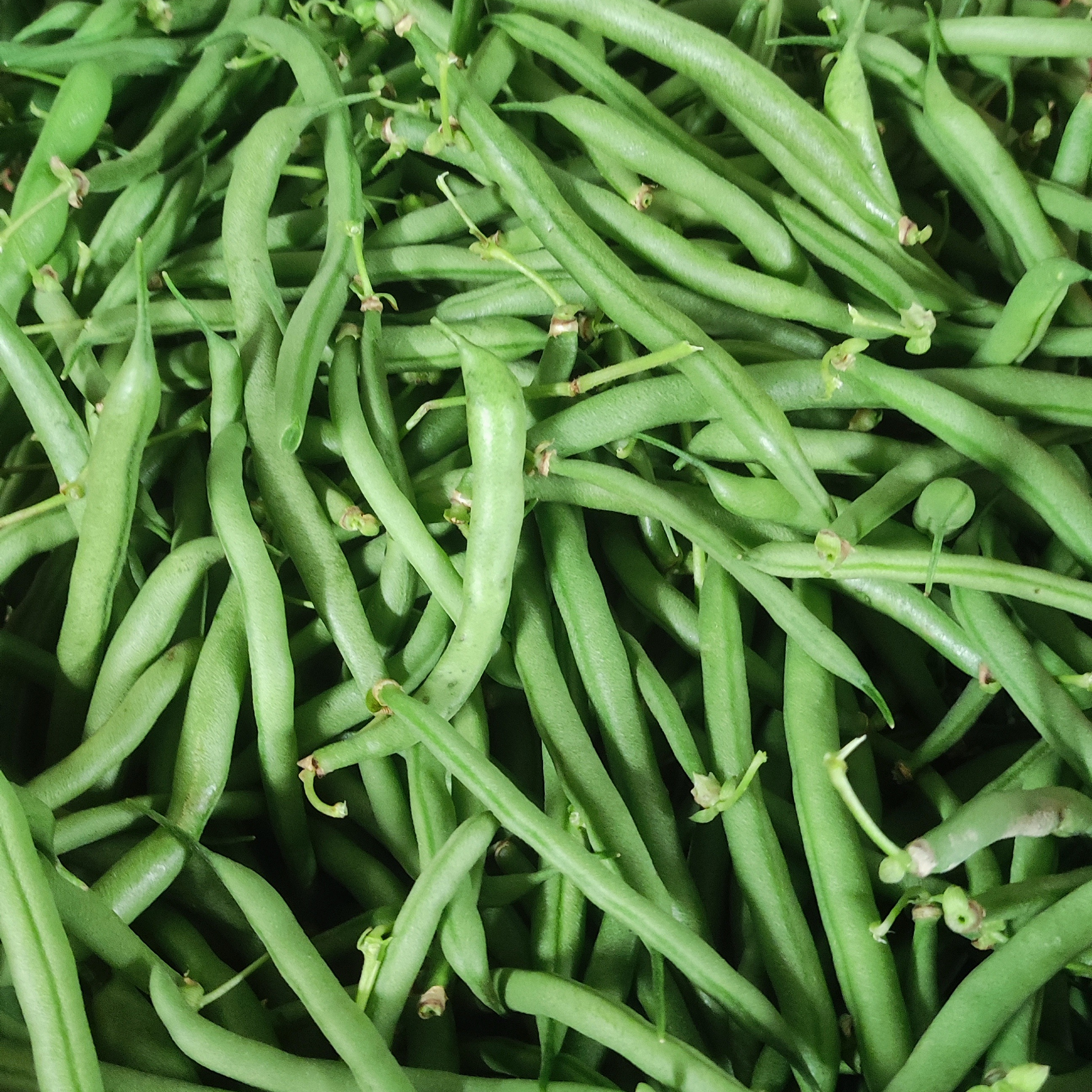 Haricot vert