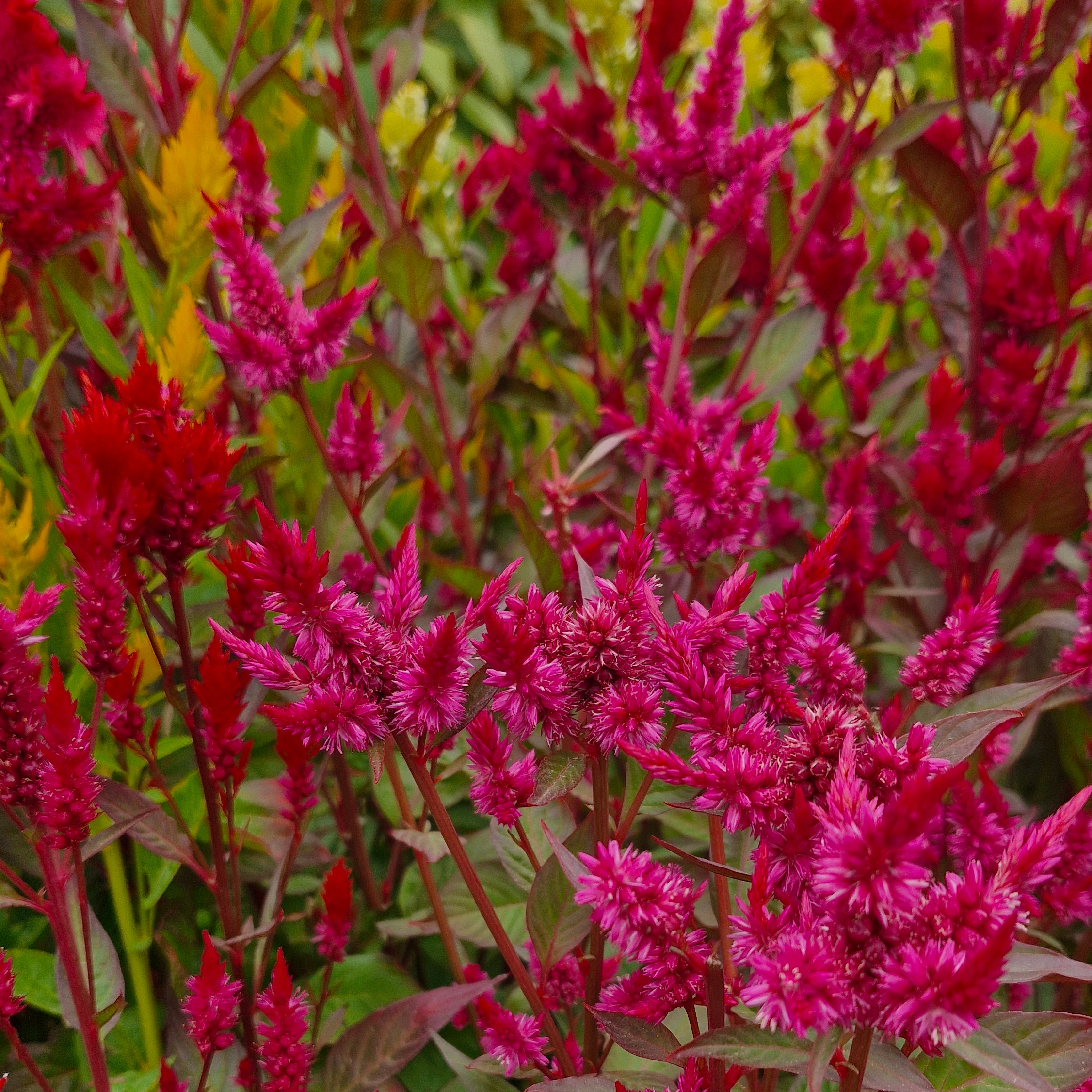 celosie plumosa (botte de 10 tiges)