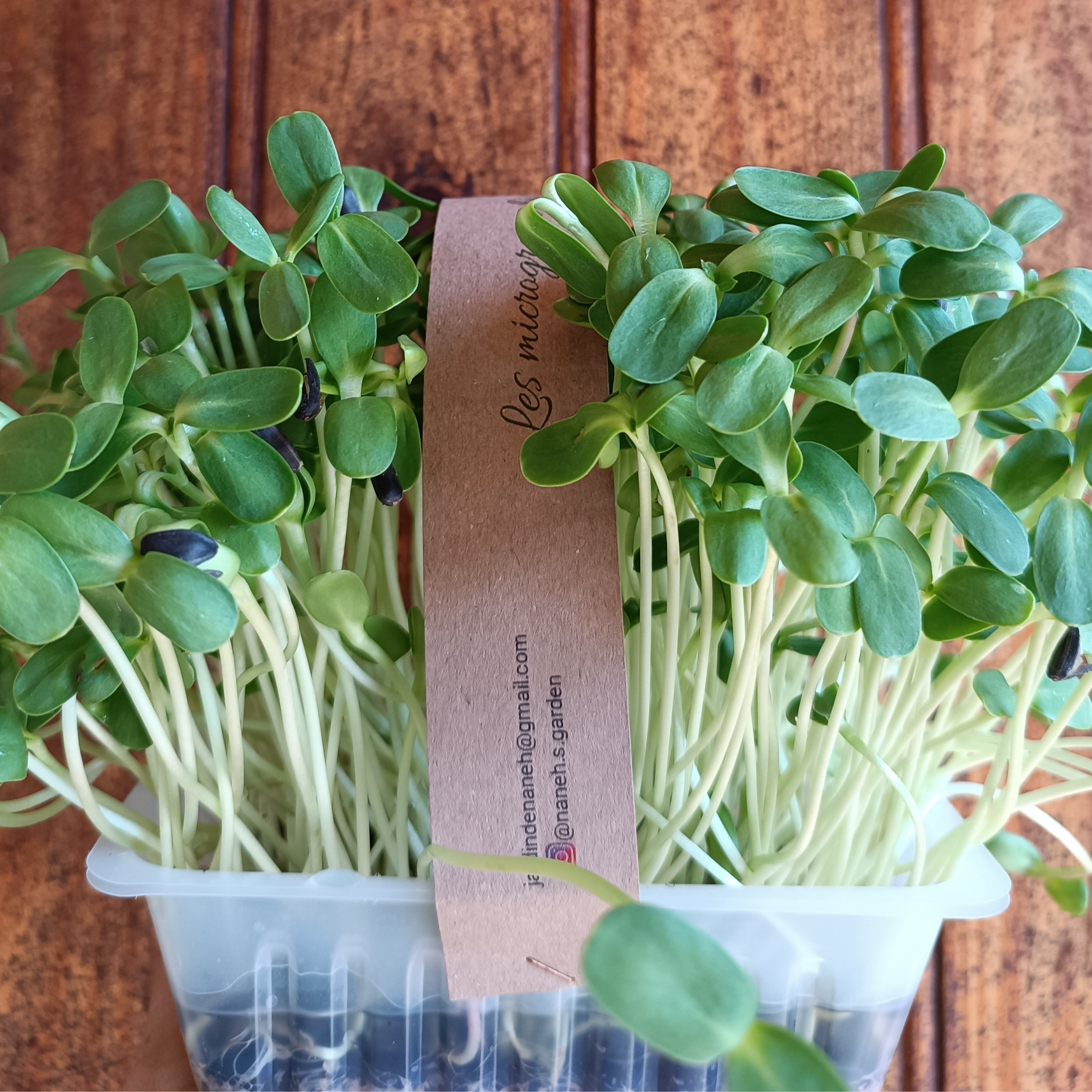 Microsgreens de Tournesol bio