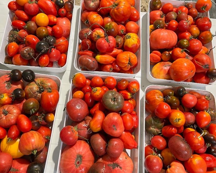 Colis de tomates anciennes - 5kg - 5kg