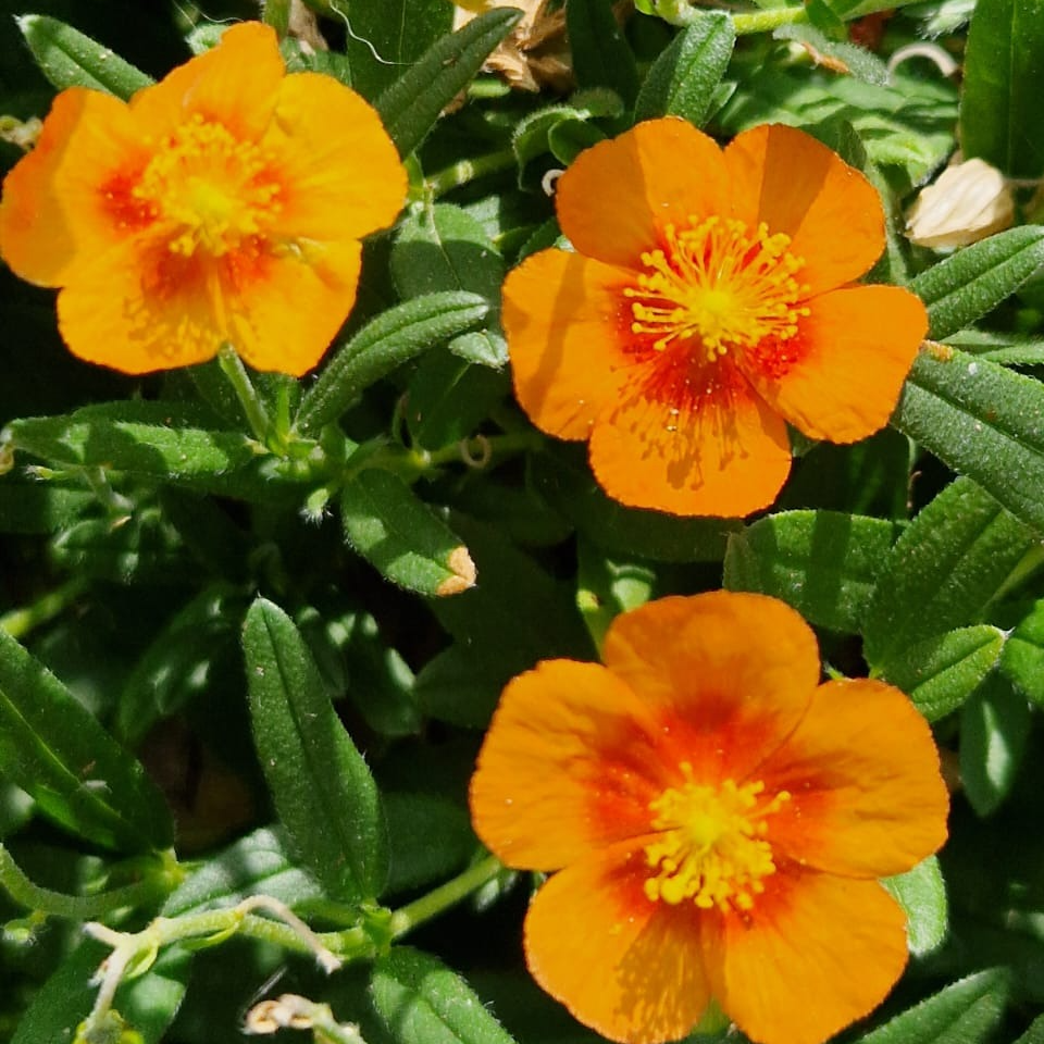 Helianthemum Ben Heckla’