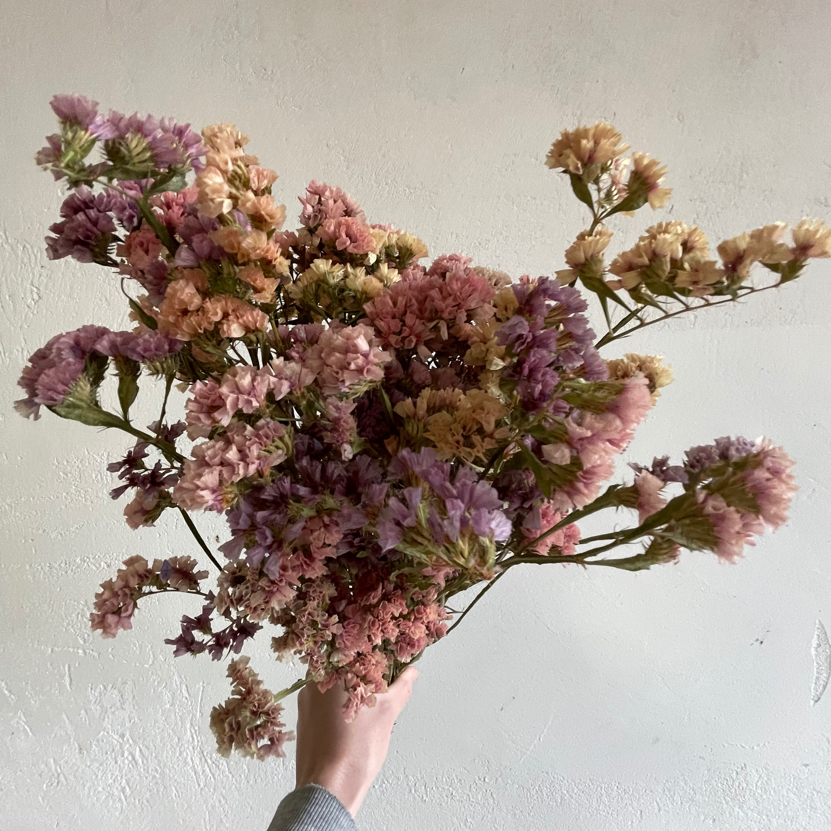 Statice Abricot - 70g