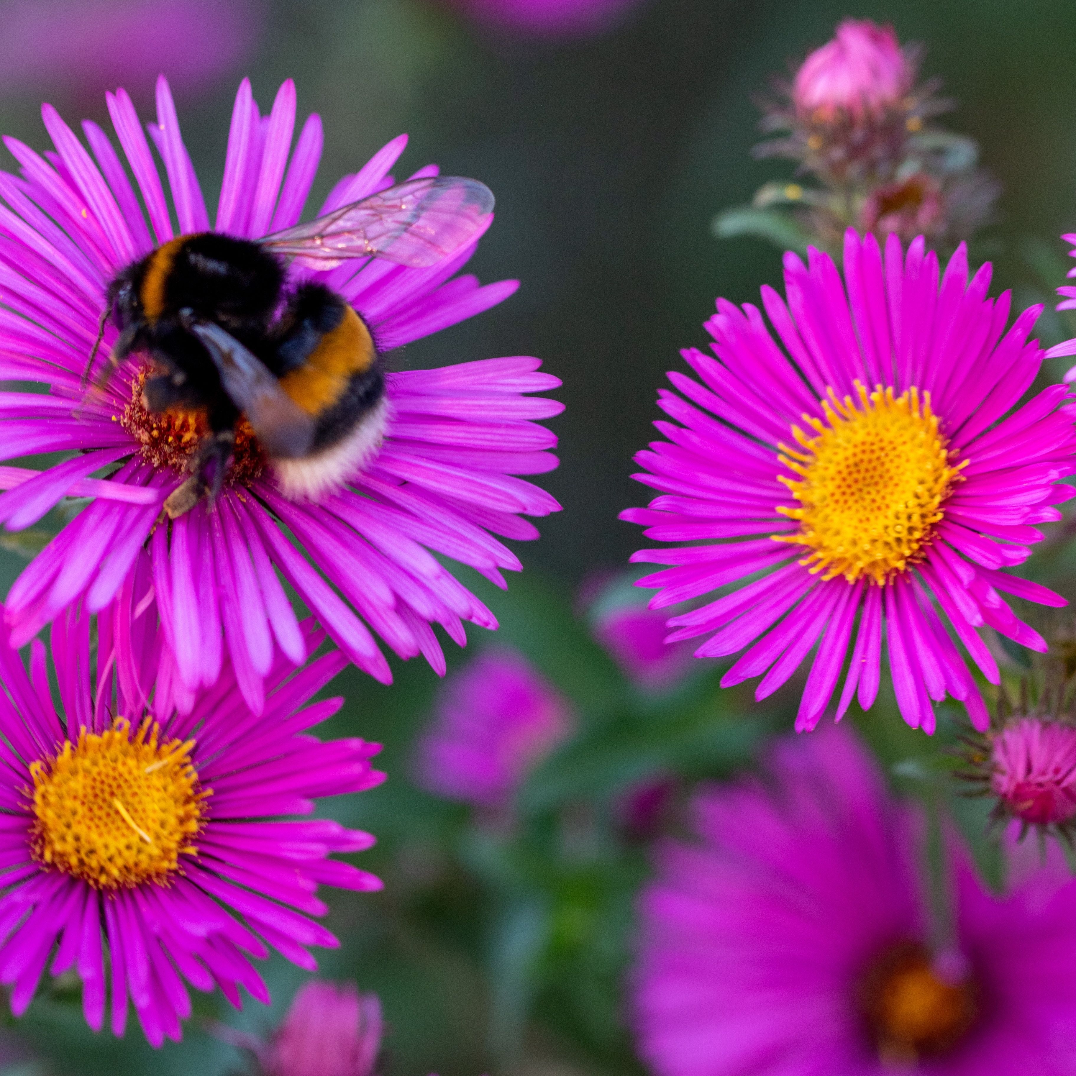 Aster na 'Paul Gerber'