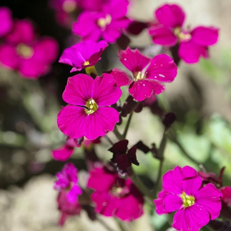 Aubriète (Aubrieta x cultorum) 'Royal Red'