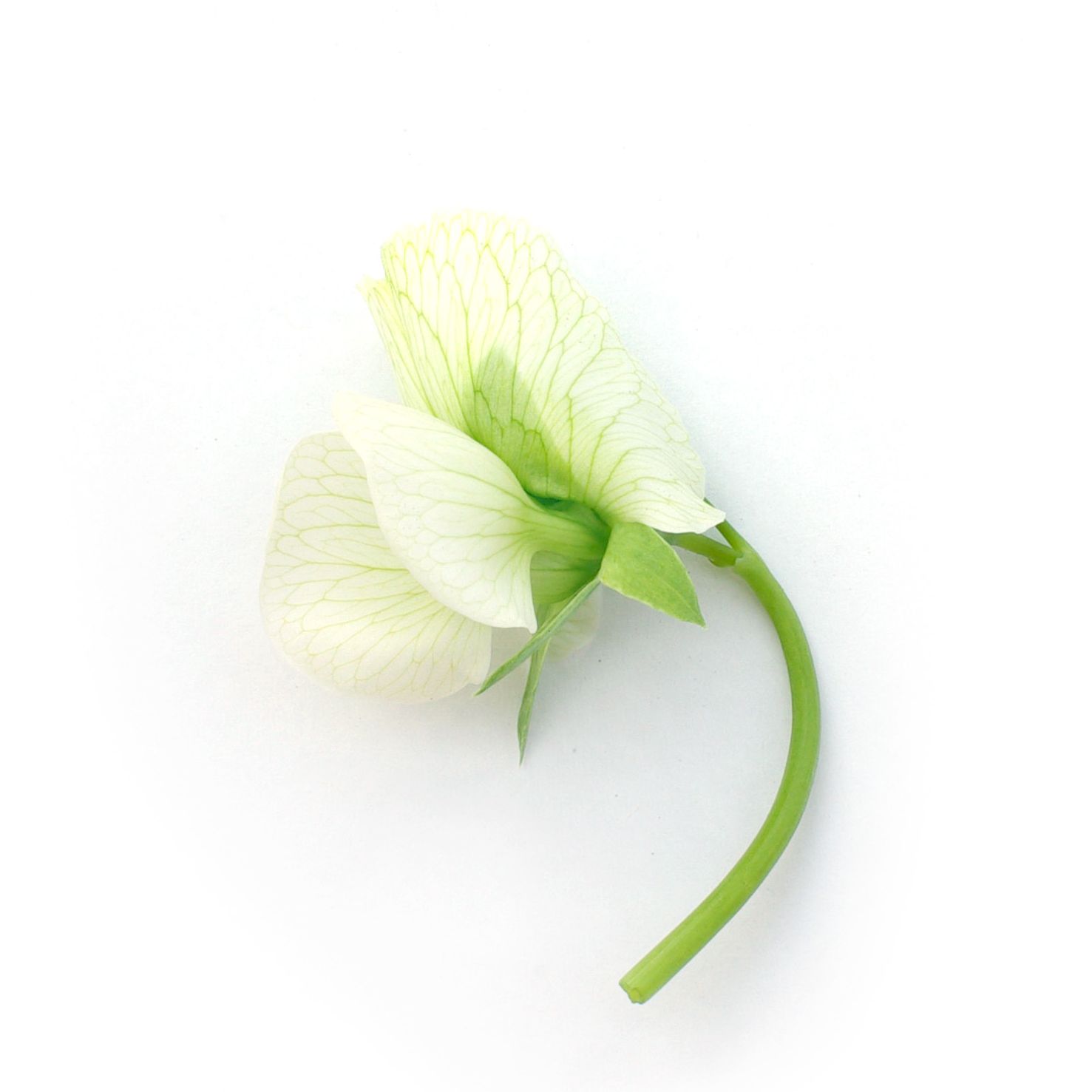 Fleurs - Pois de senteur