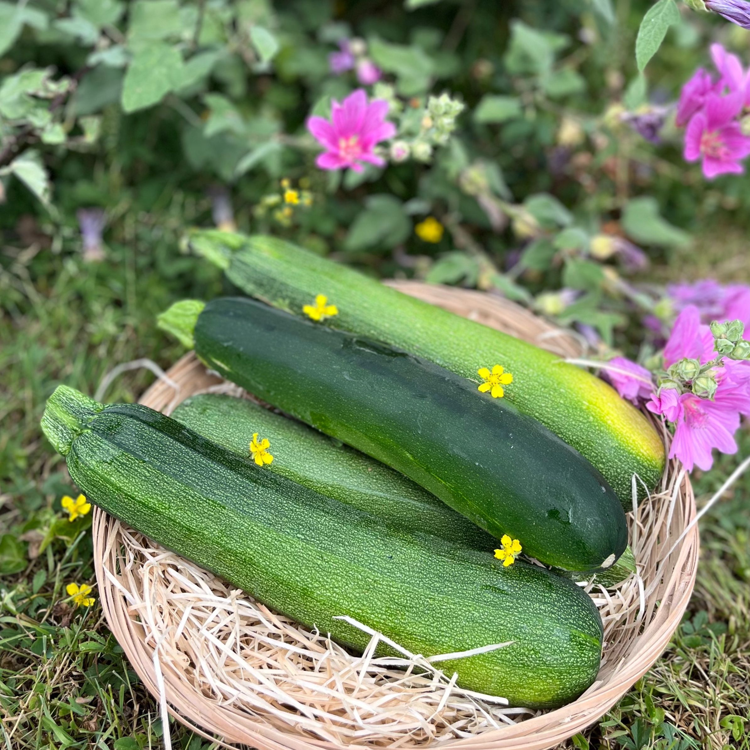 Grosse courgette verte (à la pièce)