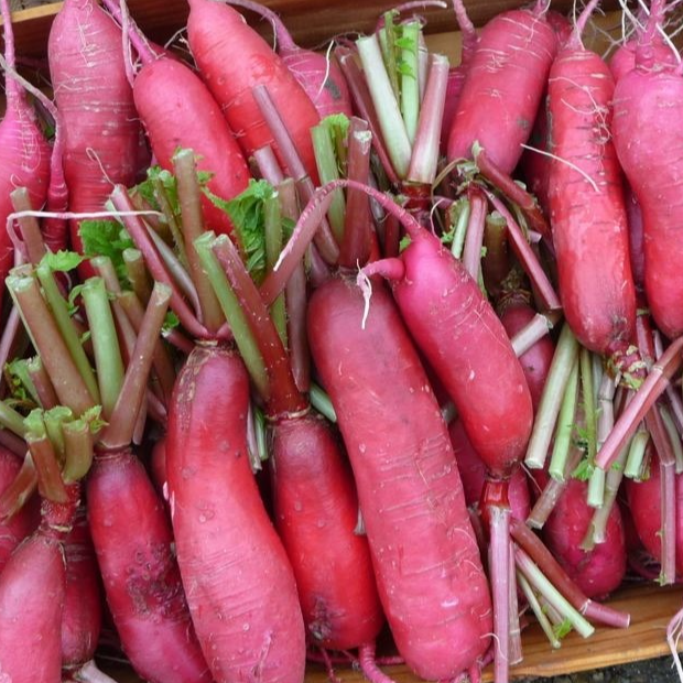 Radis rose de Chine - 500g