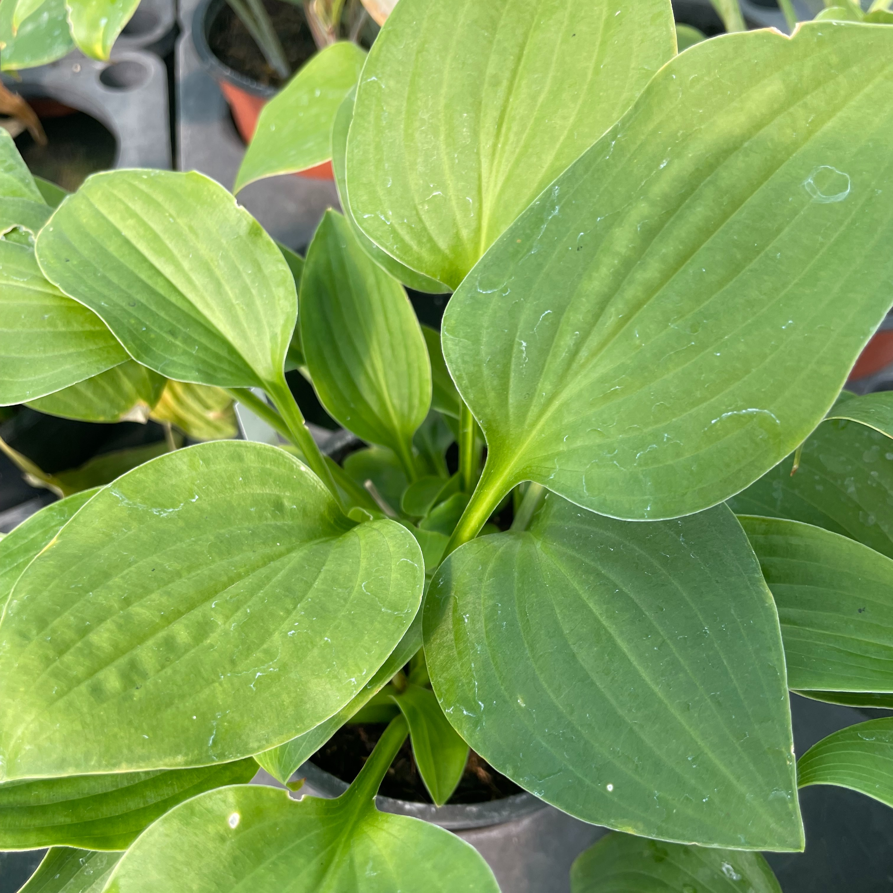 Hosta rupifraga