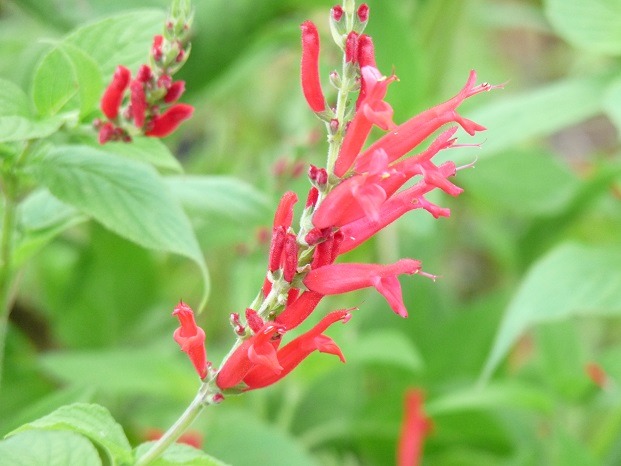 Fleurs de Sauge Ananas (par 50)