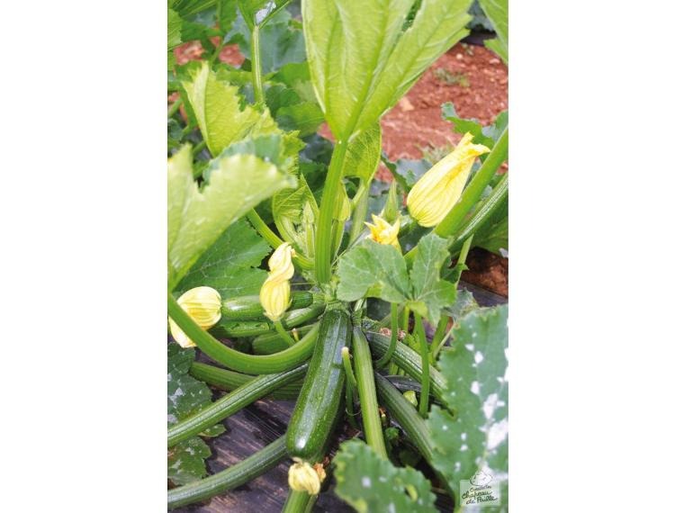 Courgettes 1 Kg (origine: La Cueillette 59 France)