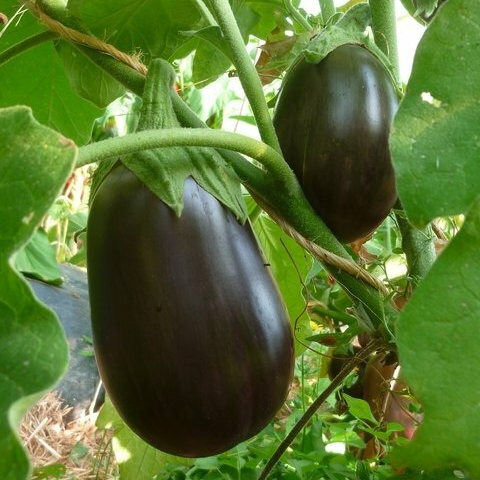 Aubergine - 1 plant