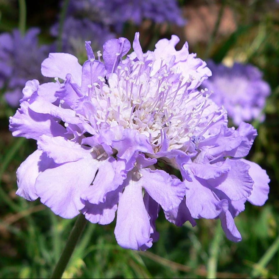 Scabieuse colombaire (Scabiosa columbaria) 'Butterfly Blue' - 1l