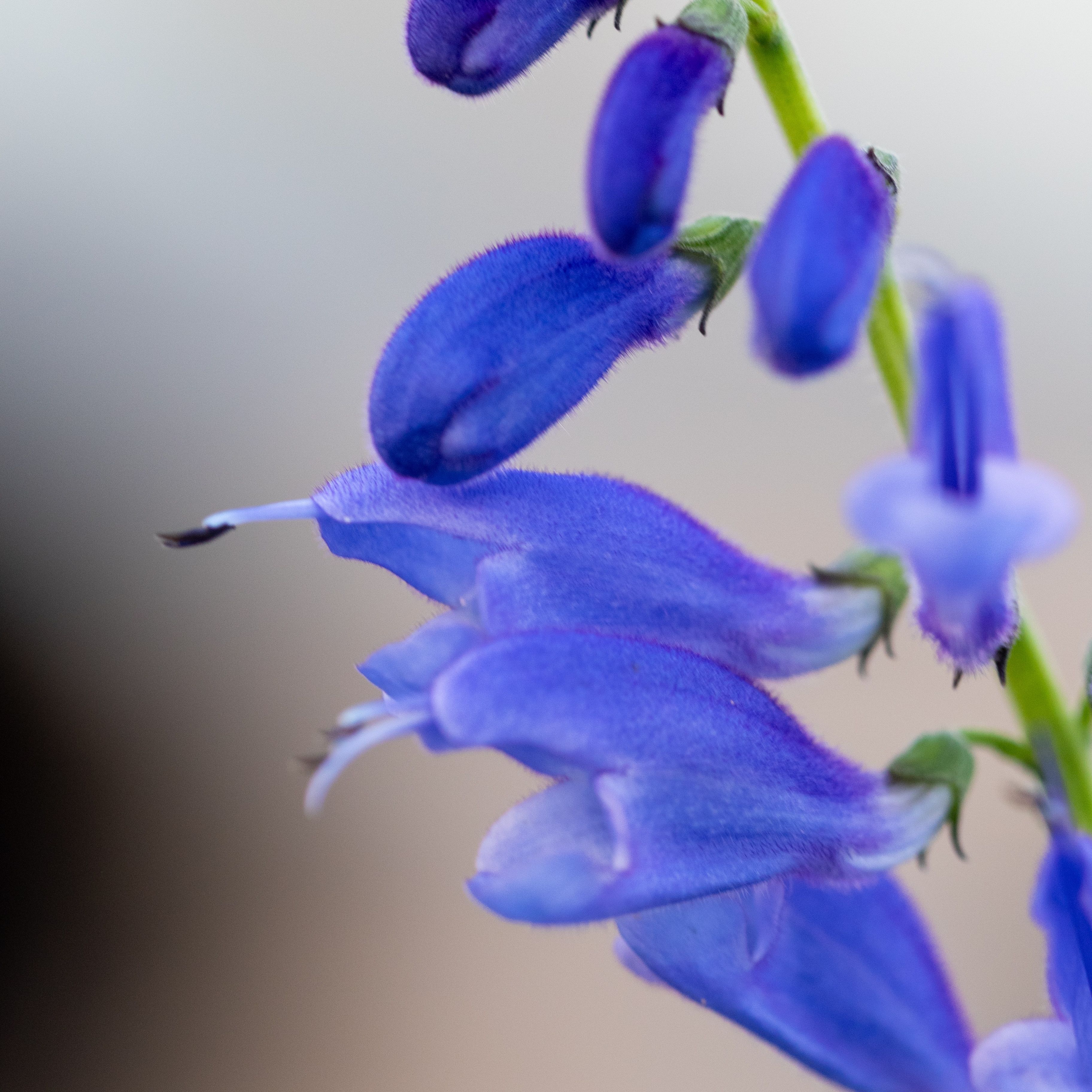 Salvia cacaliifolia