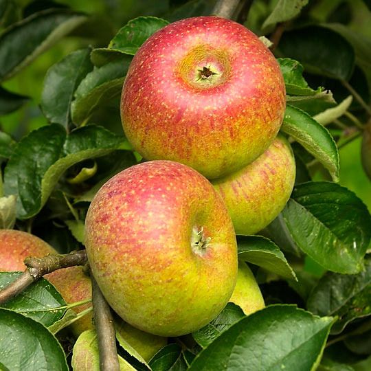 Pommier - Malus domestica "Court Pendu Rosat"
