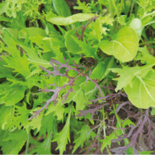 Mesclun - 100g