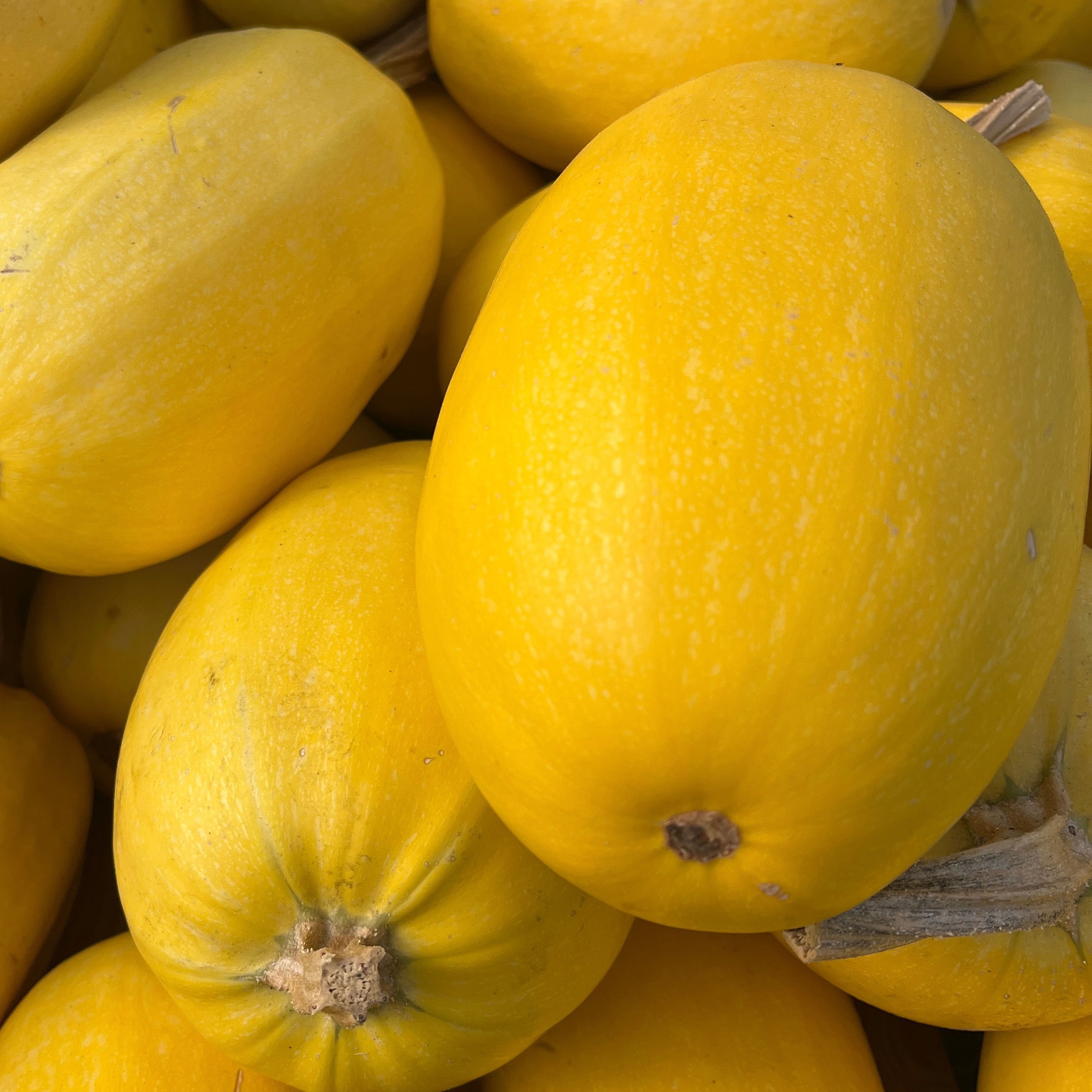 Courge spaghetti bio kg
