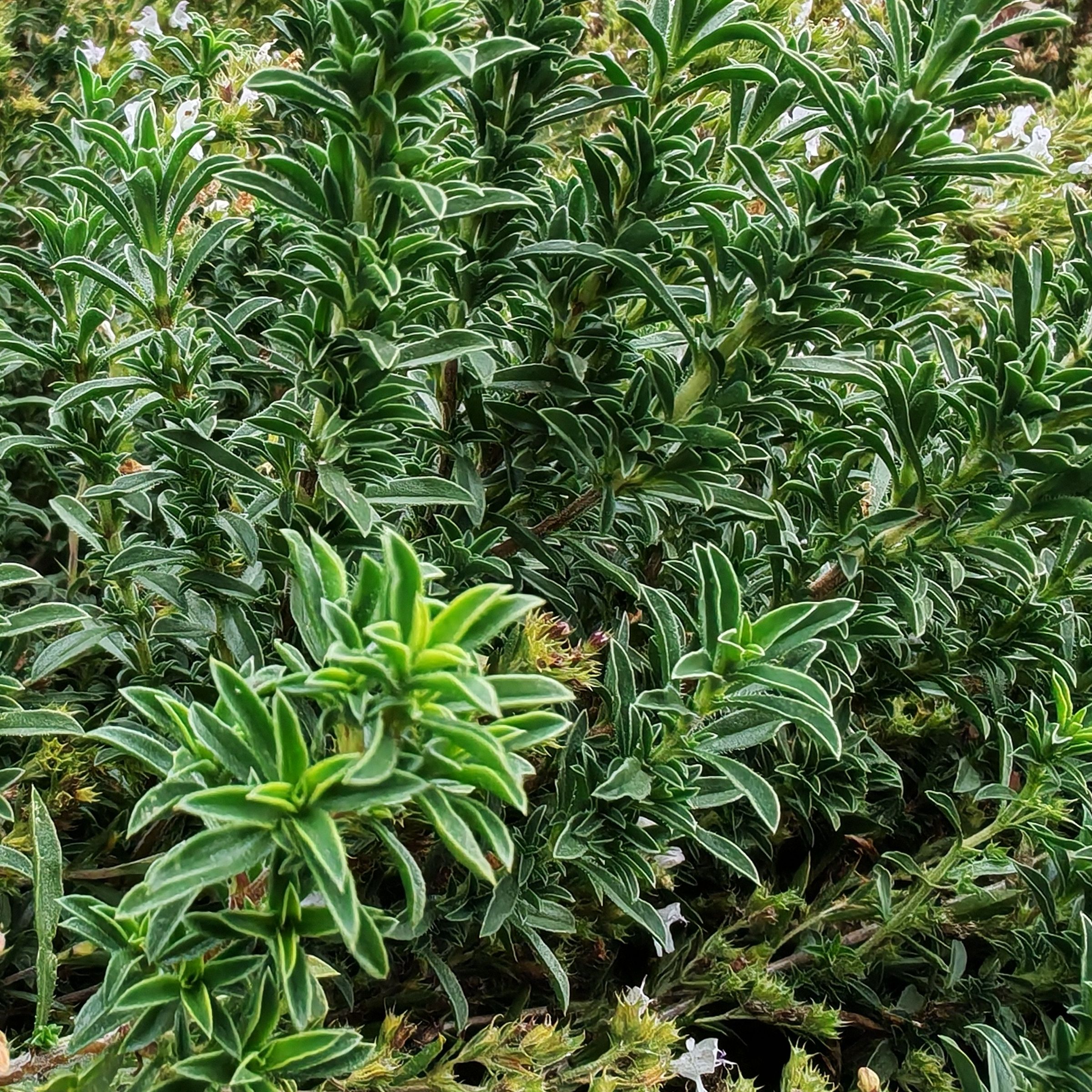 Thym feuille vrac
