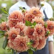 Tubercule - Dahlia Nicholas