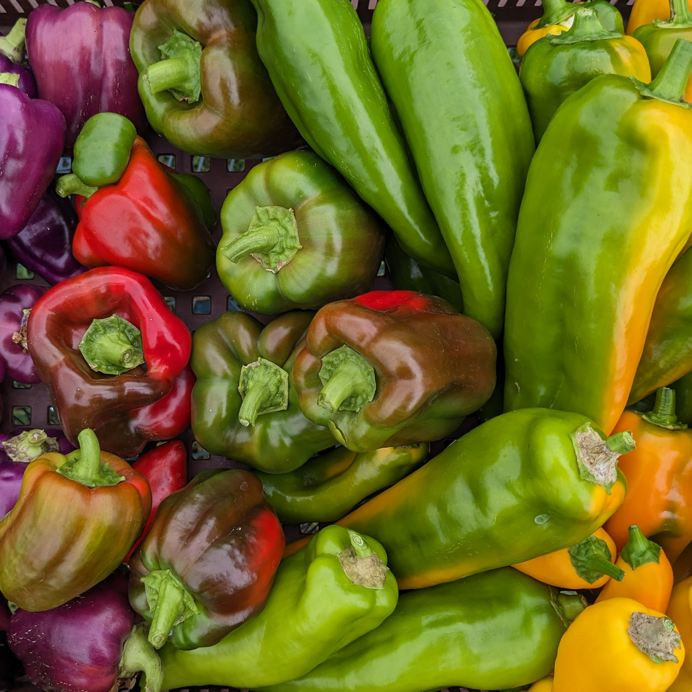 Poivron