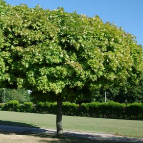 Erable boule - Acer platanoïdes "Globosum"