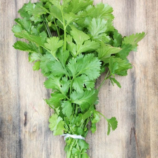 Coriandre bouquet
