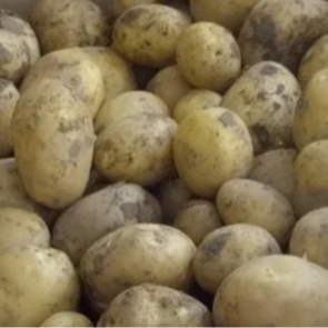 Pomme de terre Nouvelle
