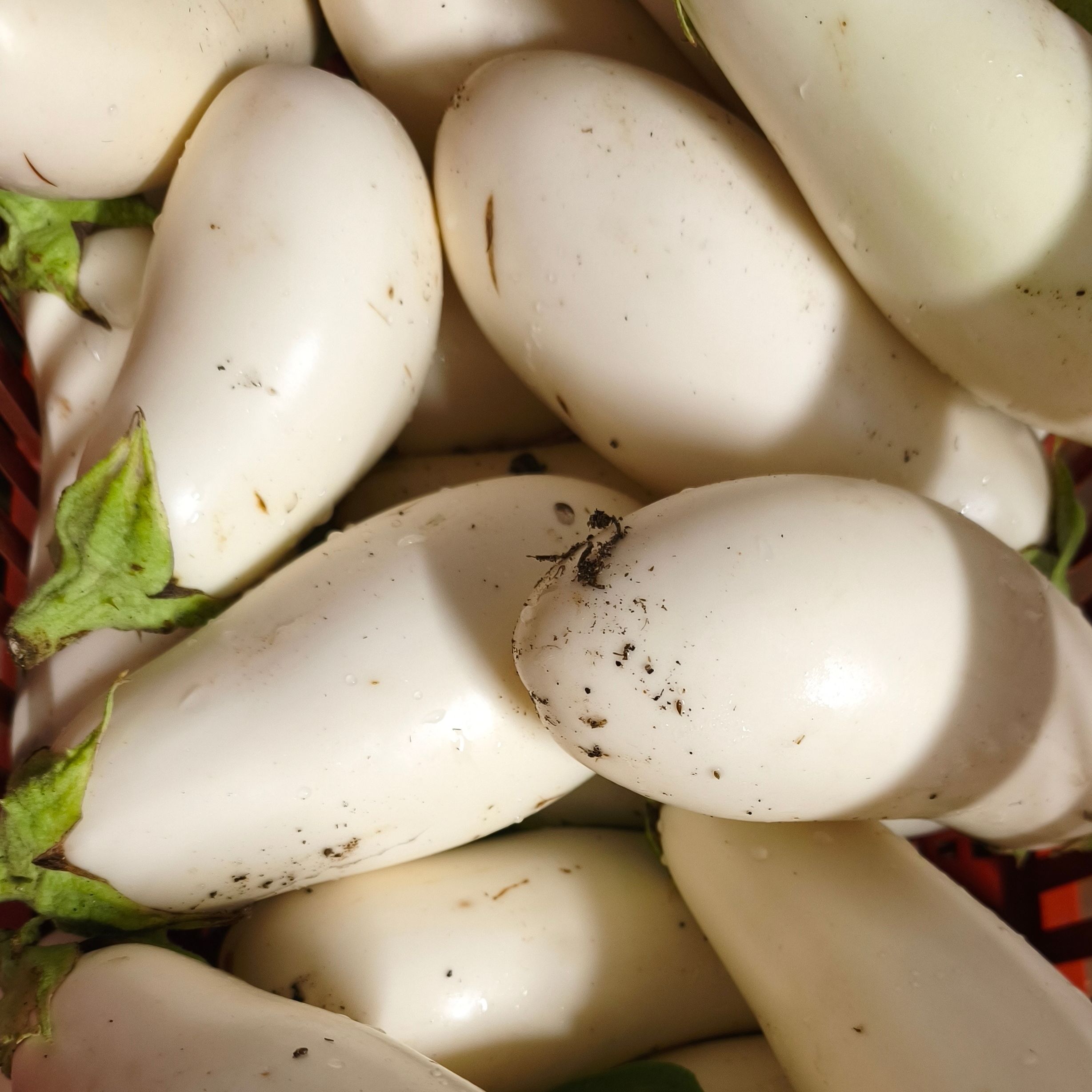 Aubergines blanches